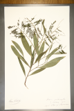 Acacia melanoxylon RCPGdnHerbarium (1).JPG